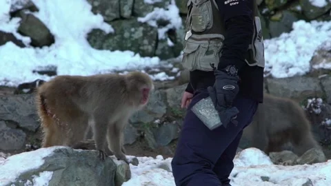 Slow motion of staff man feeding a famous snow monkeys in a snowy mountain -Dan Stock Footage 144538754