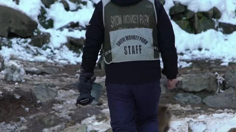 Slow motion of staff man feeding a famous snow monkeys in a snowy mountain -Dan Stock Footage 144538764