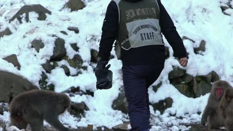 Slow motion of staff man feeding a famous snow monkeys in a snowy mountain -Dan Stock Footage 144538784