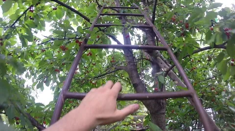 Slow Motion up the Stairs, Cherry Tree Vídeos de archivo 46307643