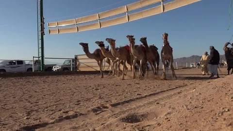 Slow motion start camel race desert, traditional culture sports Saudi Arabia Stock Footage 125838389