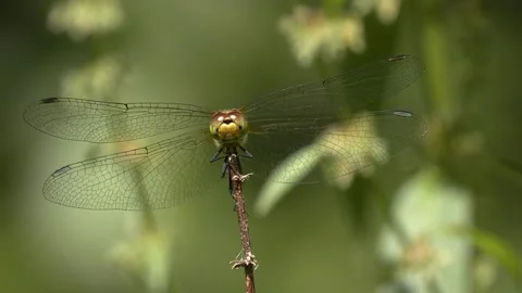 Slow motion of a starting dragonfly Stock-Footage 133642045