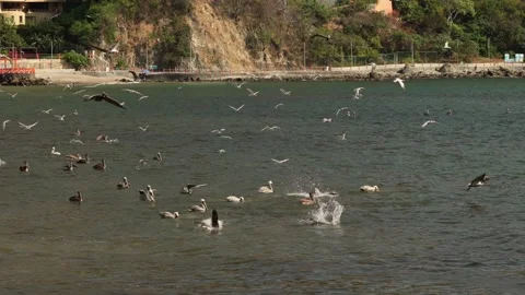SLOW MOTION STATIC SHOT OF BROWN PELICANS DIVING INTO THE WATER AT A BEACH IN Stock Footage 324796981