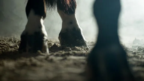 Slow Motion Static Shot of Horse's Hooves in Atmospheric Space in Barn, Stock Footage 281100249