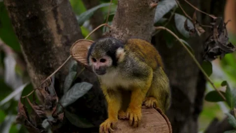 Slow motion Static Shot of Squirrel Monkey Perched on Tree Stump in Lush Zoo Stock Footage 338372051