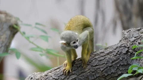 Slow motion Static Shot: Squirrel Monkey Explores Tree Branch at Belgium Zoo Stock Footage 338372090