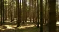 slow motion steadycam dark forest HD Footage