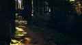 slow motion steadycam dark forest HD 동영상