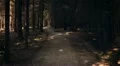 slow motion steadycam dark forest HD Footage
