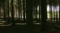 slow motion steadycam dark forest HD 동영상
