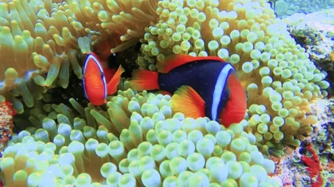 Slow motion still close up camera view towards tow tomato clown one strip fish A Stock-Footage 313679722