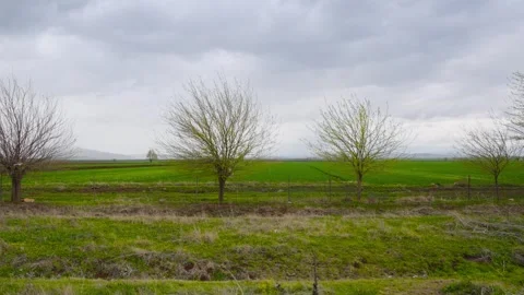 Slow Motion Still Shot of Dry Trees in Green Field Stock Footage 309206168