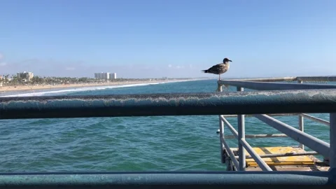 Slow Motion Still Shot of Seagull Perched at Beach Pier Vídeo Stock 104716401