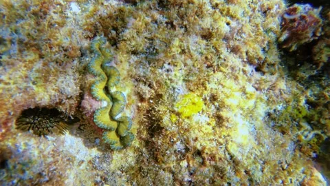 Slow motion still swing view of small Hippopus hippopus giant clam of green and  Stock-Footage 281468225