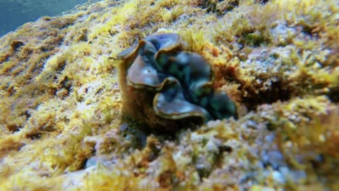 Slow motion still swing view of small Hippopus hippopus giant clam of green and  Stock Footage 281468228