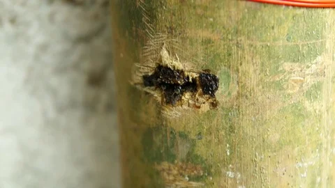 Slow motion stingless honey bee (T.Laeviceps) flying in and out the hive. Stock Footage 111498448