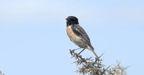 Slow Motion Stone Chat resting on Gorse Bush, RSPB Minsmere, UK 動画素材 333246153