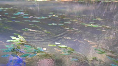 Slow motion of stone falling into the water forming waves Stock Footage 124367061
