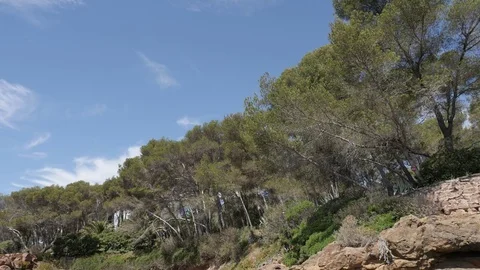 Slow motion of stone pine trees in the row video Stock Footage