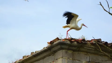 Slow motion of stork taking off from nest on rooftop Stock Footage 310681147