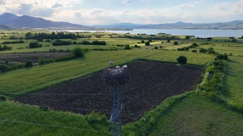 Slow Motion Storks and Nest on Utility Pole With Scenic Background Stock Footage 345915391