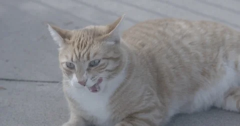 Slow Motion Stray Cat Licking Lips Stock Footage 81844061