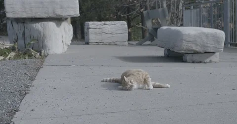 Slow Motion Stray Cat Rolling Around Stock Footage 81844349