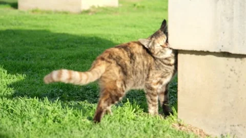 Slow Motion Stray Tabby Kitten Rubbing Face on Concrete Stock Footage 327945920