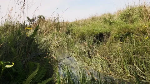 Slow motion stream flows through the grasses as people walk by Stock Footage 138412192