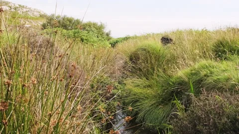 Slow motion stream flows through grasses in Scottish Moorland Stock Footage 138413378