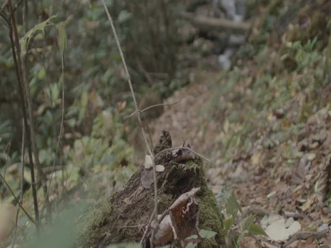 Slow motion stream with footbridge rack focus in woods Stock Footage 81141177