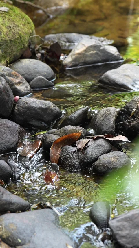 Slow Motion Stream Water Flowing Between Mossy Rocks and Fallen Leaves Stock Footage 345519841