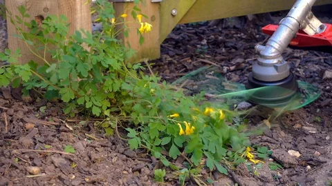 Slow motion – Strimmer / brush cutter clearing weeds. Stock-Footage 129220325