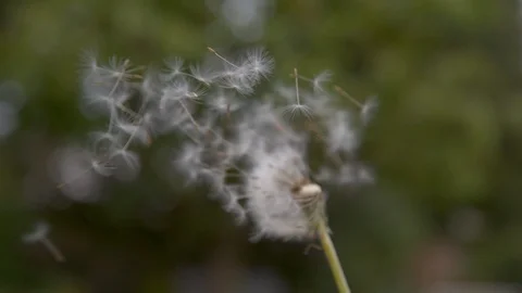 SLOW MOTION: Strong wind blows away the fuzzy dandelion seeds off the green stem Stock Footage