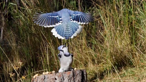 Slow Motion Study of Bird Flying &amp; Maneuverability -Blue Jay Parent &amp; Fledgling Stock Footage 73516485