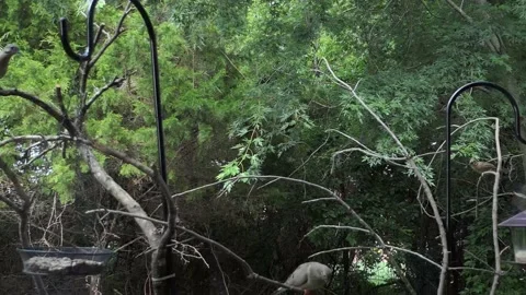 Slow-motion study of flight of several birds around trees and bird feeder Vídeo Stock 160017572