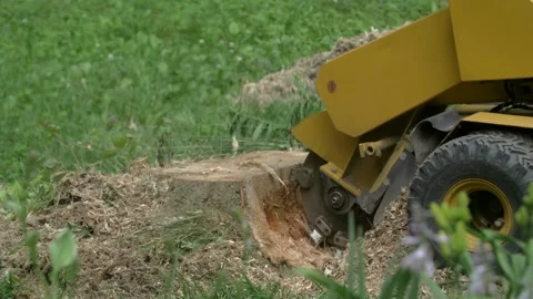 Slow Motion Stump Grinder Chewing Up A Stump Stock Footage 307134324