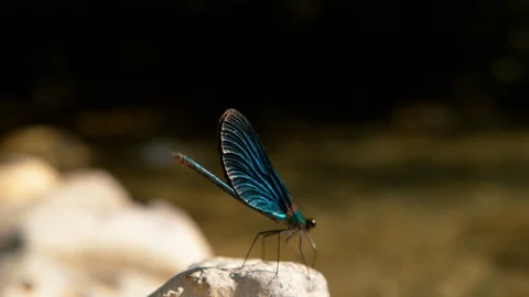 SLOW MOTION: Stunning blue dragonfly takes flight off a rock on a sunny day. Stock Footage
