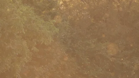 Slow Motion summer atmosphere with flying insects back-lit at Golden hour Stock Footage 116430954