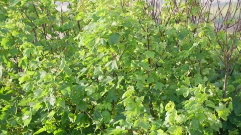 Slow Motion, Summer Breeze, Shrub Foliage, Seasonal Vibrant Plants 库存影片 336903318