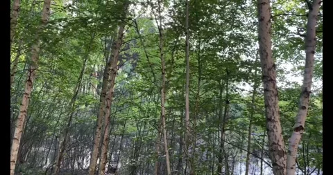 Slow Motion of a Summer Pine and Birch Forest Stock Footage 274878983