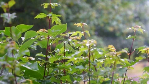 Slow motion Summer Rain Stock Footage 170835529