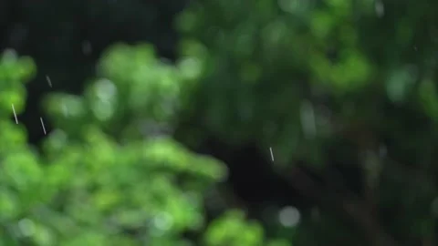 Slow motion summer rain with shifting focus from blur to clarity Stock Footage 201023986