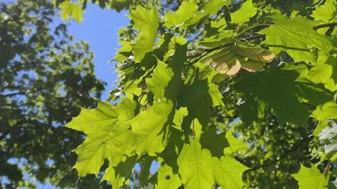 A slow-motion summer scene capturing delicate flowers and green leaves gently Stock Footage 308913941