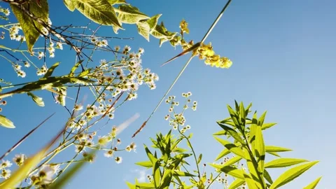 Slow motion summer wild herbs on the blue sky background in 4K. Lowpoint view. Stock Footage