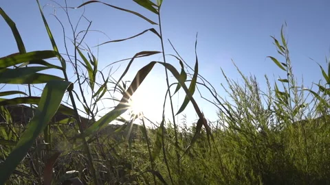 Slow Motion Sun Flare Through River Reeds Stock Footage 133238852