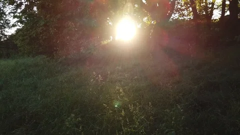 Slow Motion : Sun Peaking Through Lush Green Leaves In Trees Stock Footage 110357185