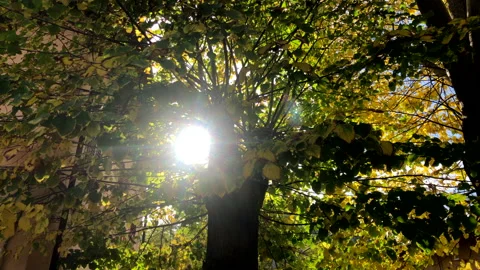 Slow motion of sun rays thru a tree Stock Footage 142616758