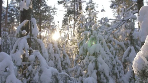 Slow Motion Sun Rays in the Winter Forest Stock Footage 127750411