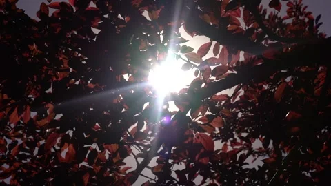Slow motion sun shine view of red leaves, autumn season, windy weather Stock Footage 256401097